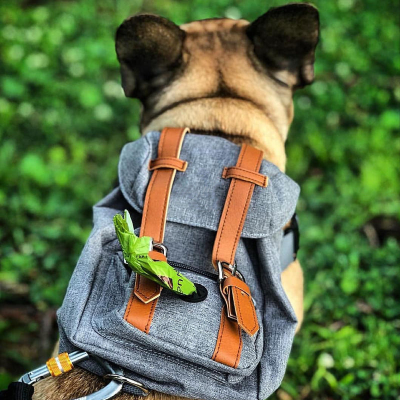 Mini Adventure Dog Backpack – Stylish & Functional-Pet Carriers & Travel-BIG FRENCHIES-Jane's Pet Boutique