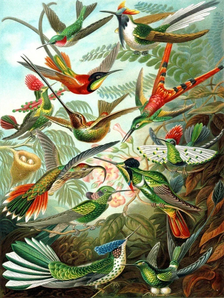 Hummingbirds - BIG FRENCHIES