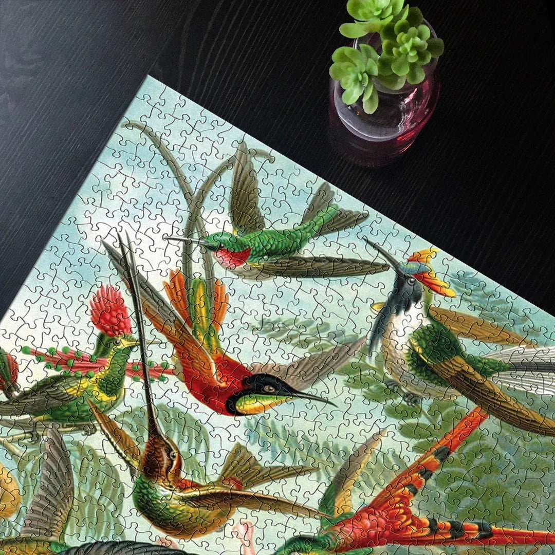 Hummingbirds - BIG FRENCHIES