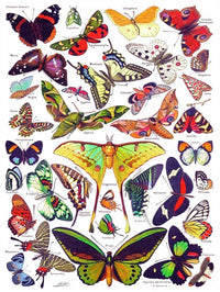 Butterflies ~ Papillons - BIG FRENCHIES