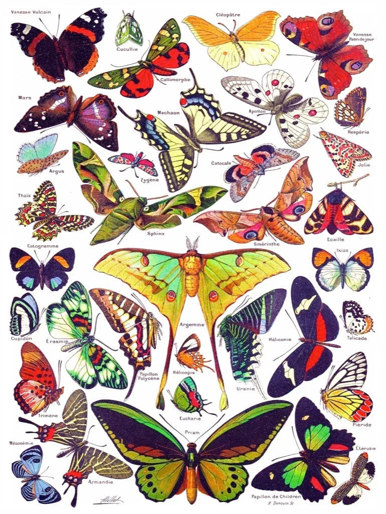 Butterflies ~ Papillons - BIG FRENCHIES