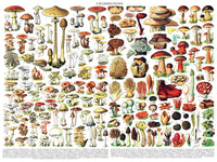 Mushrooms ~ Champignons - BIG FRENCHIES