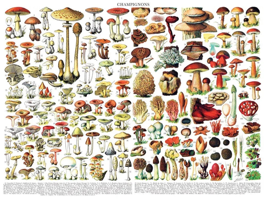 Mushrooms ~ Champignons - BIG FRENCHIES