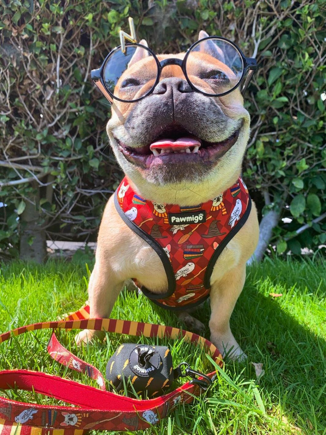Pawgwarts Leash Kit-Leash Kit-BIG FRENCHIES-Pawmigo