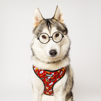 Pawgwarts Everyday Adjustable No-Pull Dog Harness