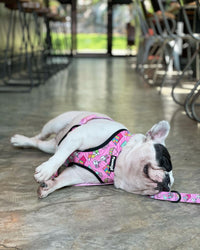 Slumber Pawty Leash Kit