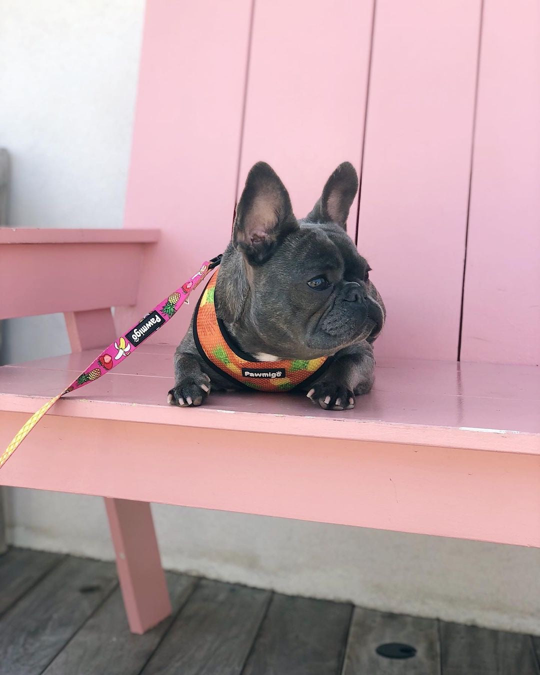 Snack Shack Leash Kit-Leash Kit-BIG FRENCHIES-Pawmigo