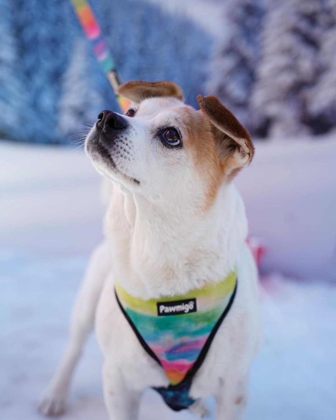 Tie-Dye For Leash Kit-Leash Kit-BIG FRENCHIES-Pawmigo