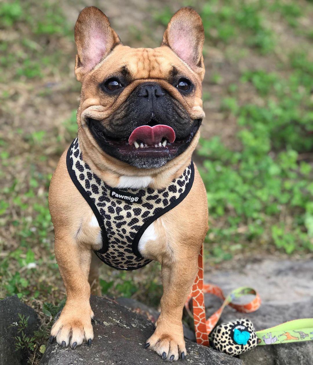 Wild Thing Leash Kit-Leash Kit-BIG FRENCHIES-Pawmigo