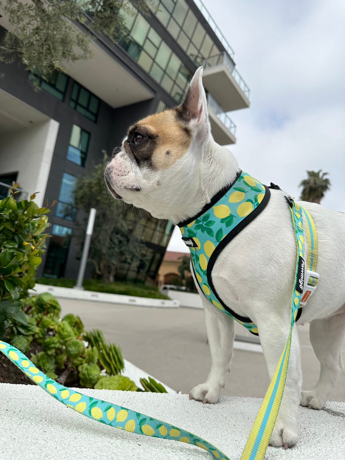 Worth The Squeeze Leash Kit-Leash Kit-BIG FRENCHIES-Pawmigo
