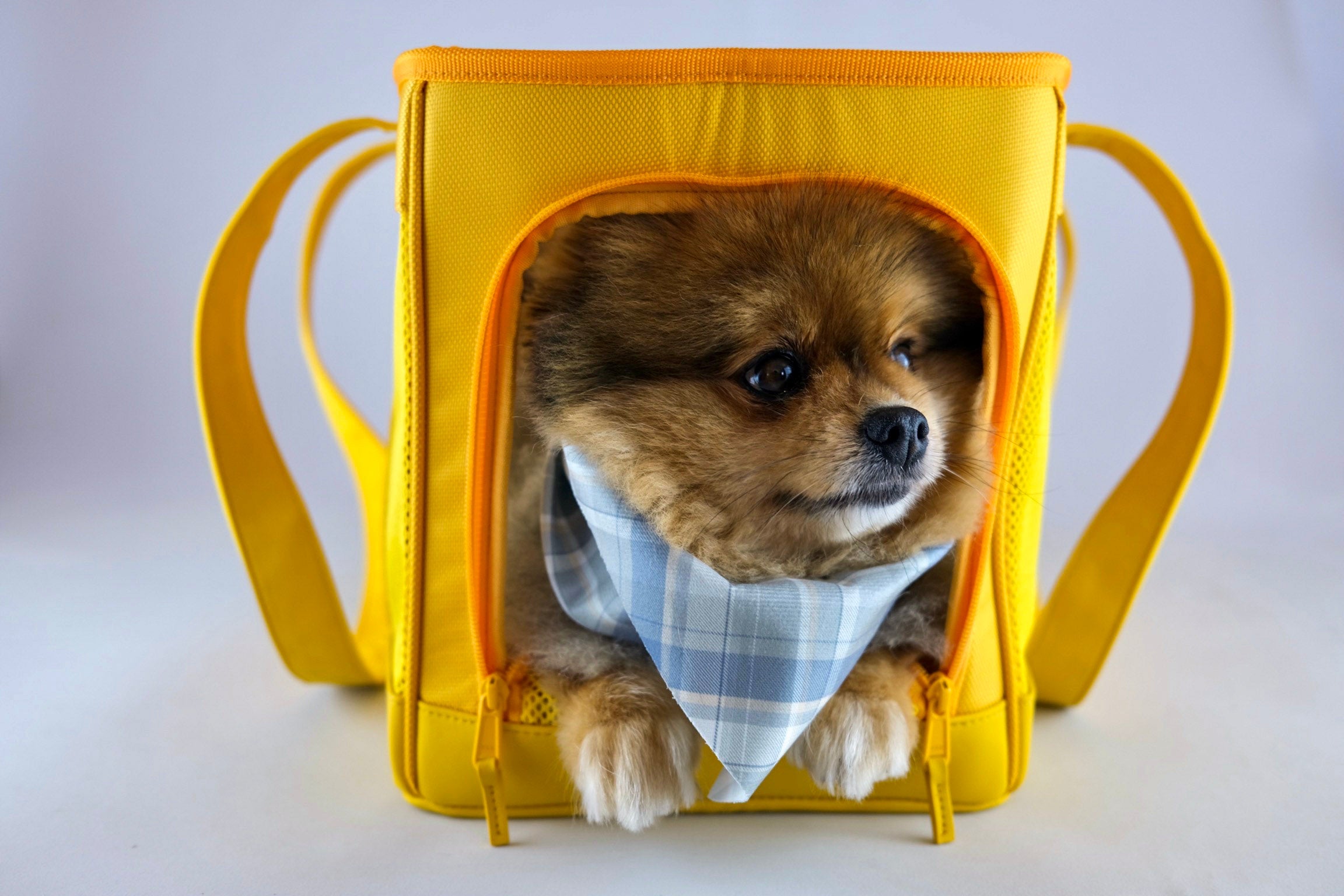 Sunburst Yellow Pet Travel carrier - BIG FRENCHIES