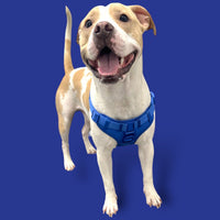 Step In Dog Harness