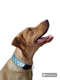 Halloween Hey BOO! Nylon Dog Collar