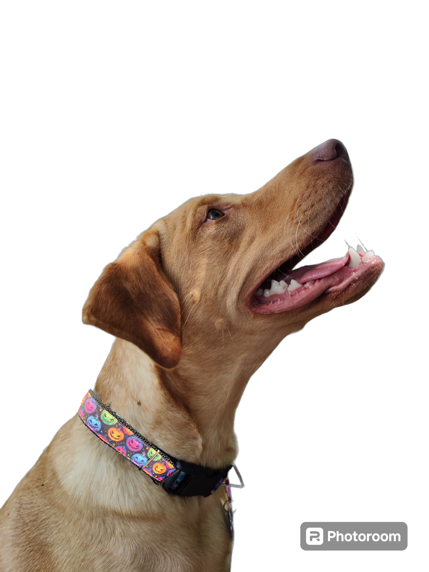 Halloween Colorful Jack O Lanterns Nylon Dog Collar
