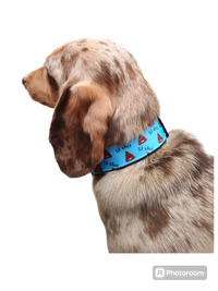 Blue Lil Shit Nylon Dog Collar MD, LG, XL, Leash