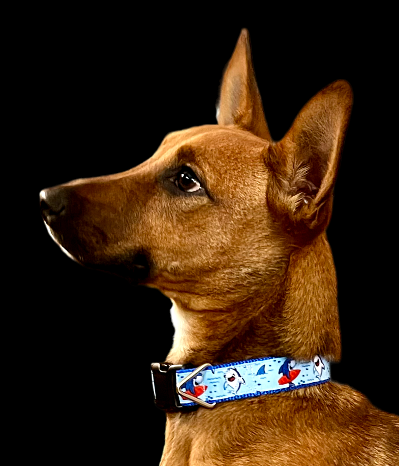 Surfer Sharks Black Nylon Dog Collar MD, LG, XL, Leash-Dog Collar / Leash-BIG FRENCHIES-Doot's Pet LLC Collars For A Cause