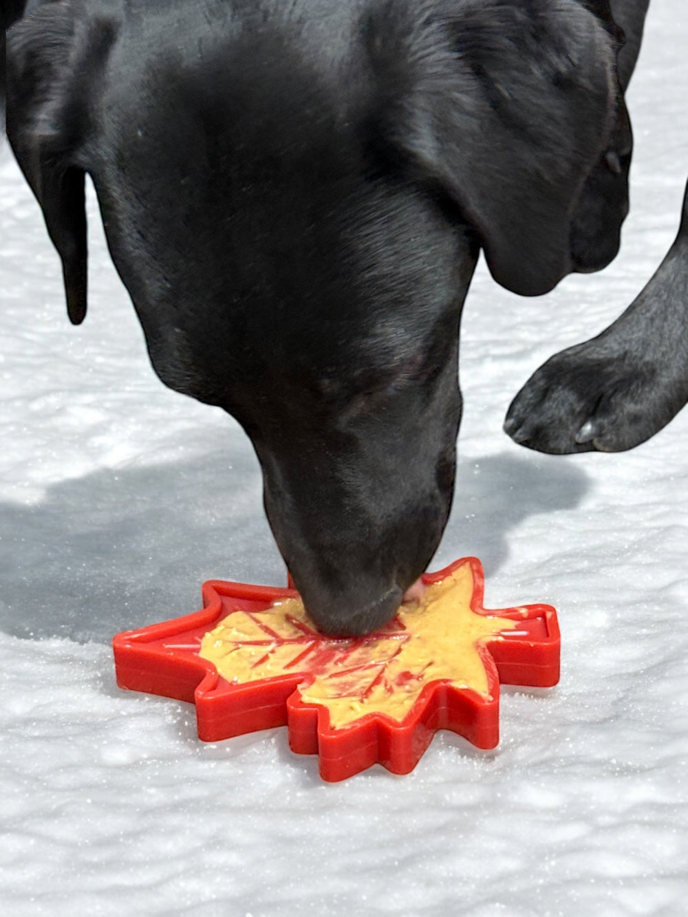 Canadian Maple Leaf Nylon Dog Chew Toy - Indestructible & USA Made - BIG FRENCHIES