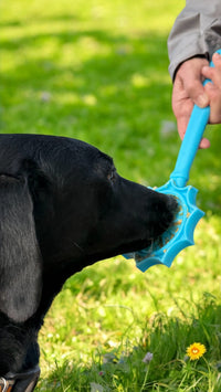 eStick Hand-Held Dog Enrichment Toy - Interactive Lick Stick | USA Made - BIG FRENCHIES