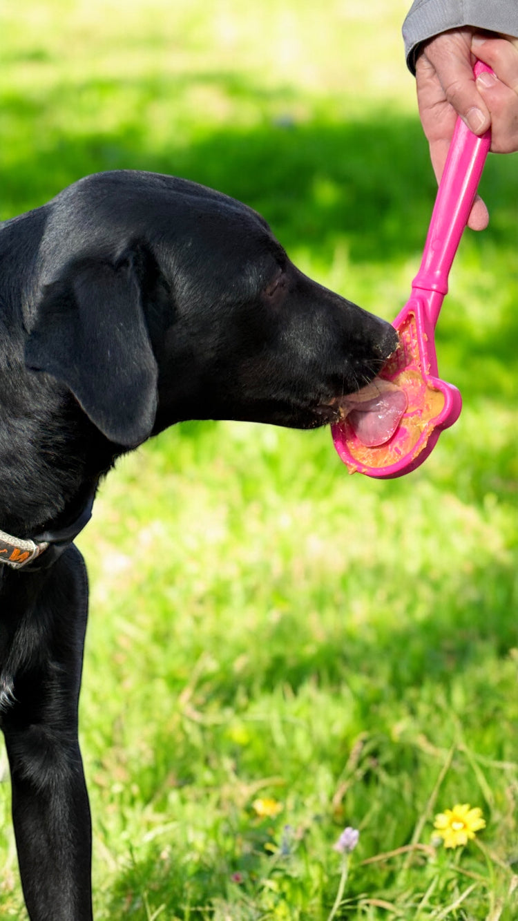 eStick Hand-Held Dog Enrichment Toy - Interactive Lick Stick | USA Made - BIG FRENCHIES