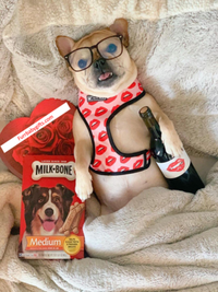 Luxury Red Lips Breathable Mesh Harness Chest Back + Traction - BIG FRENCHIES