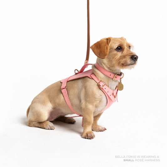 Rosè Heritage Harness