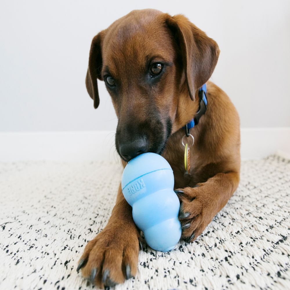 Kong Toy for Puppies