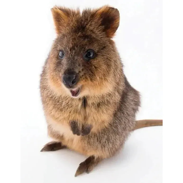 Quokka 100 Piece Mini Jigsaw Puzzle NYPC