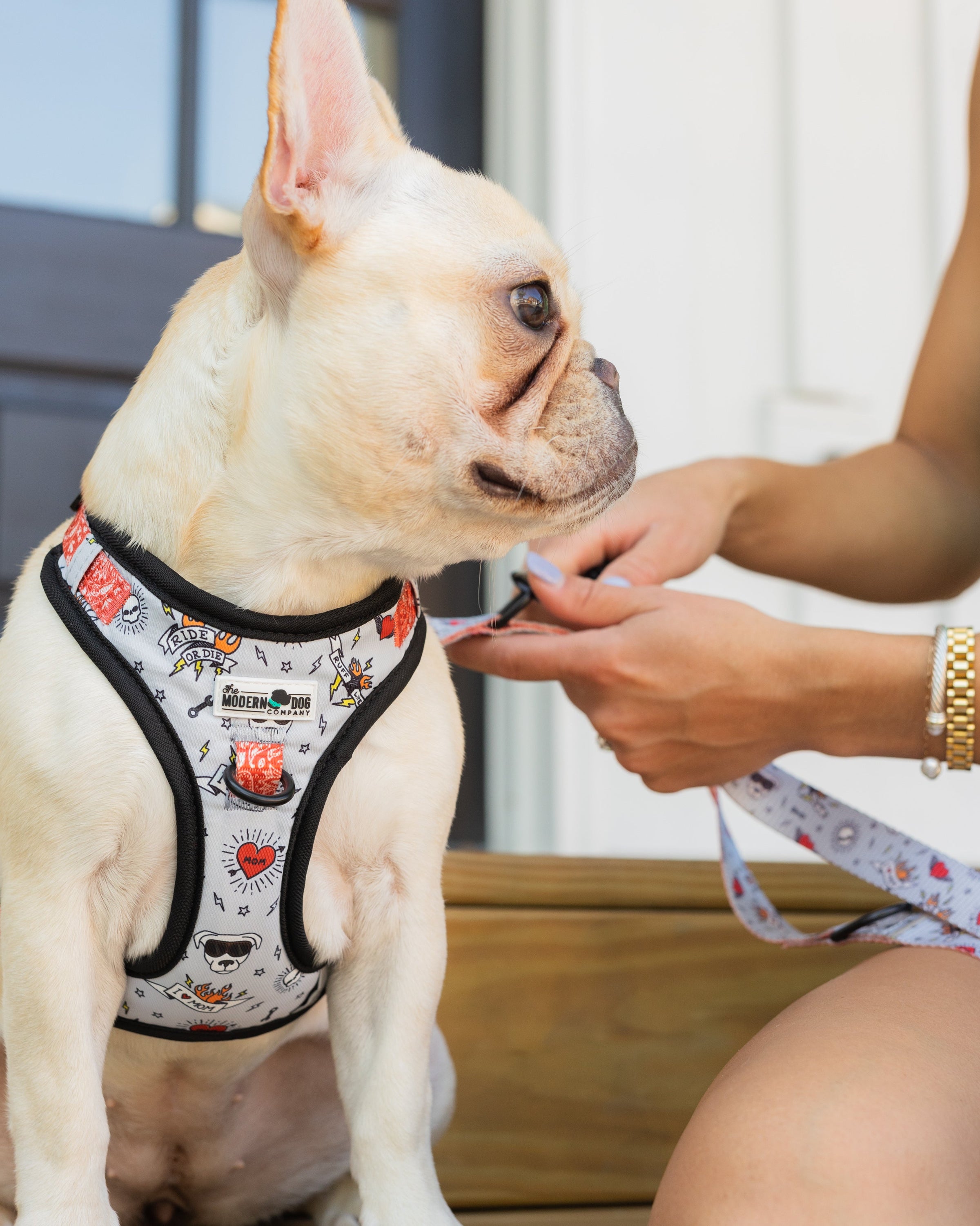 The Modern Dog Company - Bad to the Bone Harness - BIG FRENCHIES
