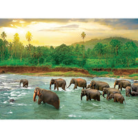 Rainforest 1000 Piece Jigsaw Puzzle Eurographics