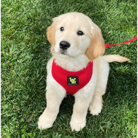 EcoBark Chery Red Dog Harness - Over-the-Head Soft Mesh Dog Vest Halter for Small to Medium Dogs and Puppies - BIG FRENCHIES
