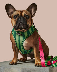 What-A-Melon Dog Leash