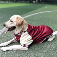 Big Dog Baseball Suit