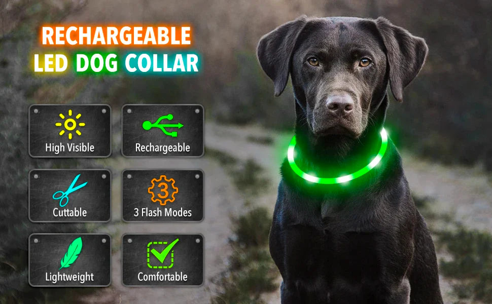 LED Pet Dog Collar for Night Safety | Bright USB Rechargeable - BIG FRENCHIES