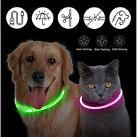LED Pet Dog Collar for Night Safety | Bright USB Rechargeable - BIG FRENCHIES