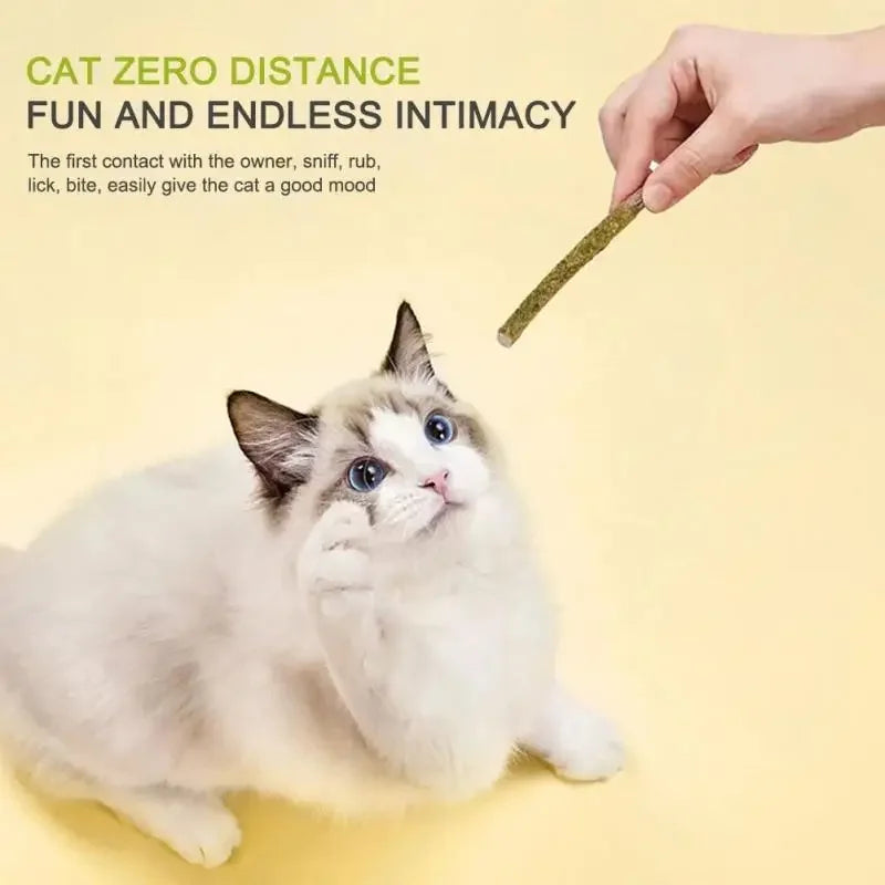 6PCS Natural Matatabi Cat Sticks – Silvervine Teeth Cleaning Treat & Cat Chew Toy - BIG FRENCHIES