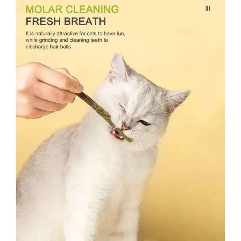 6PCS Natural Matatabi Cat Sticks – Silvervine Teeth Cleaning Treat & Cat Chew Toy - BIG FRENCHIES