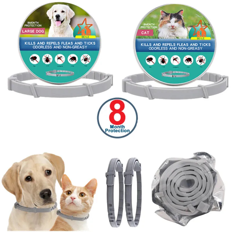 LED Pet Dog Collar for Night Safety | Bright USB Rechargeable - BIG FRENCHIES