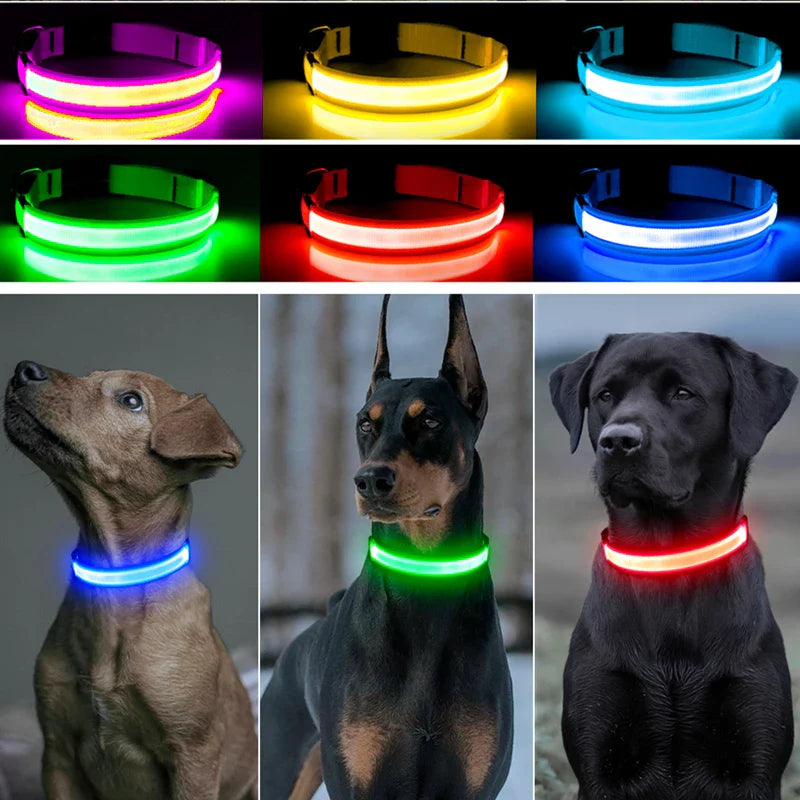 LED Pet Dog Collar for Night Safety | Bright USB Rechargeable - BIG FRENCHIES