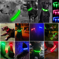 LED Pet Dog Collar for Night Safety | Bright USB Rechargeable - BIG FRENCHIES