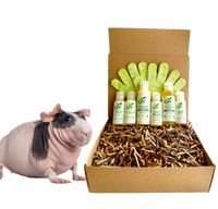 4-HAIRLESS PETS *SKINNYPIG REGULAR KIT