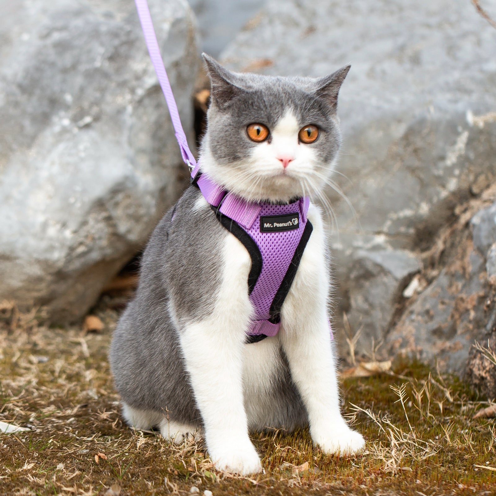 Mr. Peanut's PurrTrek Reflective Cat Harness with Matching Leash - BIG FRENCHIES