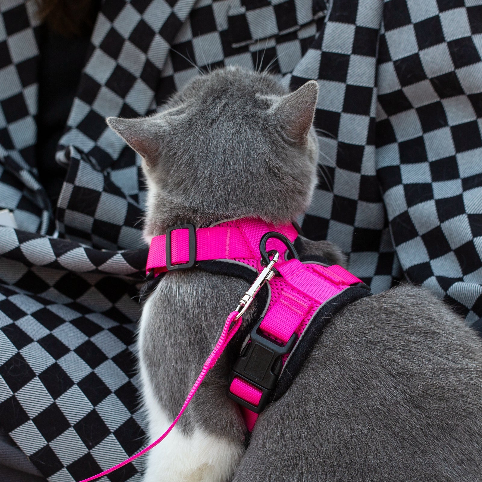 Mr. Peanut's PurrTrek Reflective Cat Harness with Matching Leash - BIG FRENCHIES