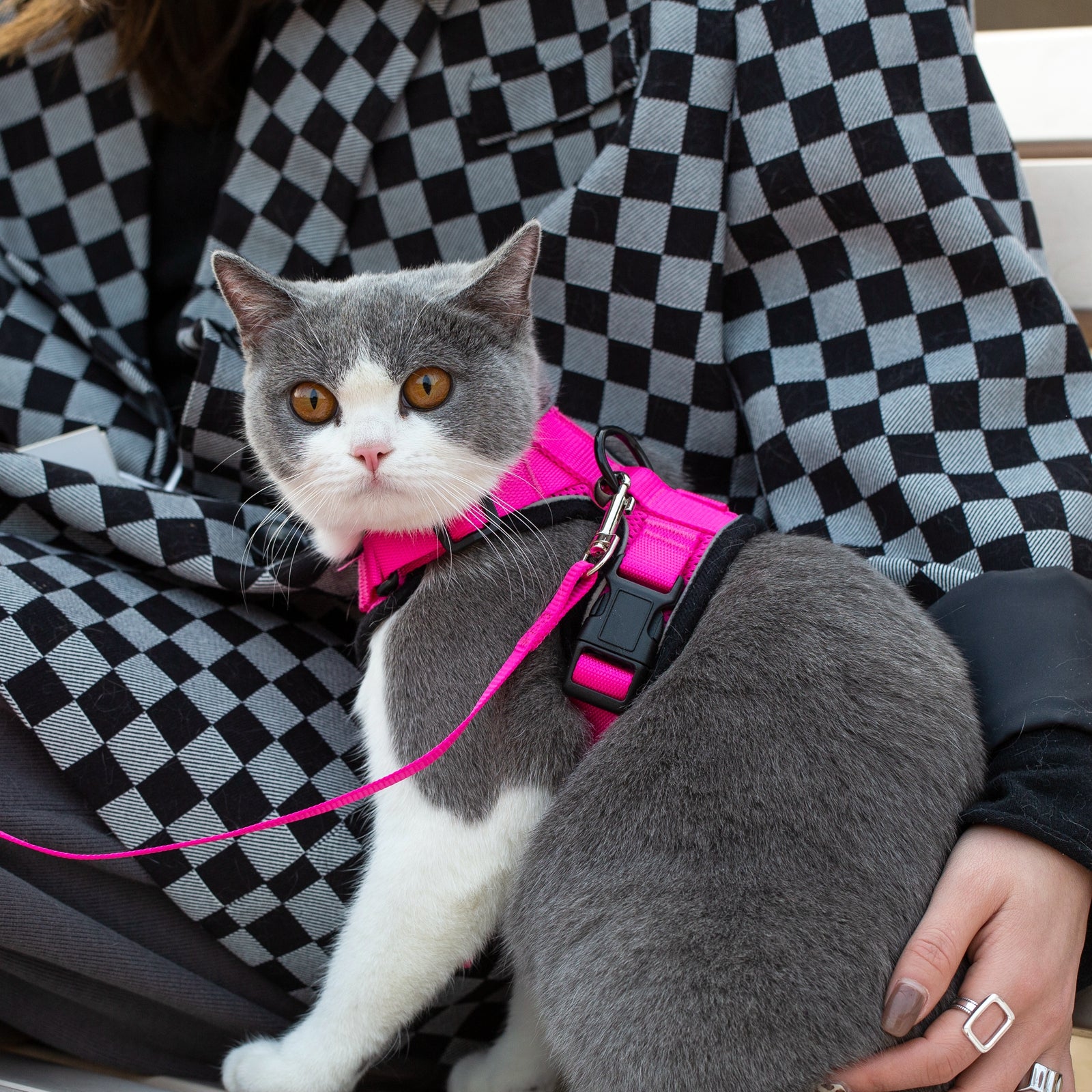 Mr. Peanut's PurrTrek Reflective Cat Harness with Matching Leash - BIG FRENCHIES