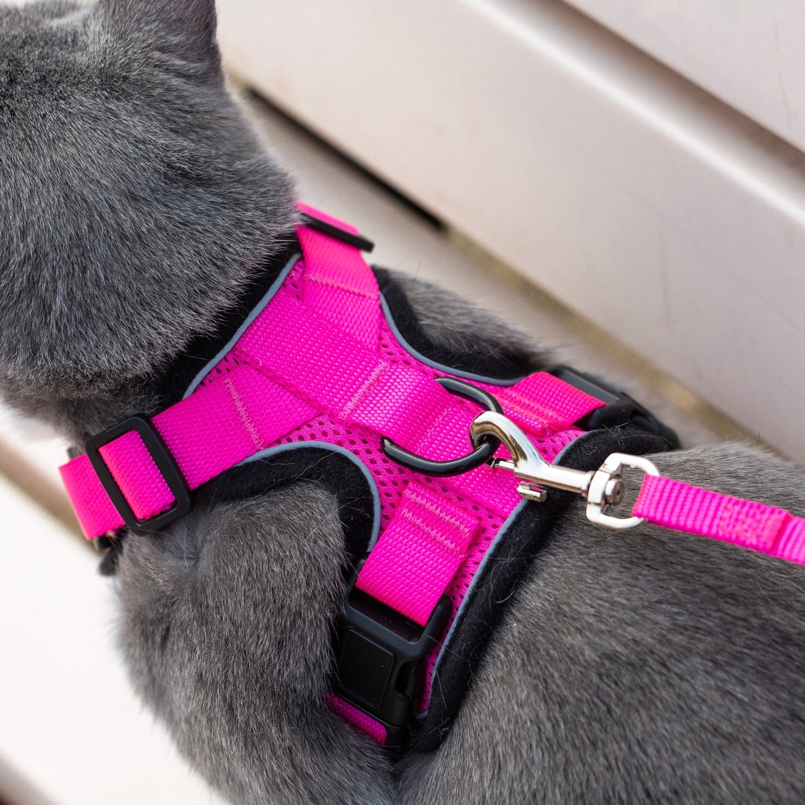 Mr. Peanut's PurrTrek Reflective Cat Harness with Matching Leash - BIG FRENCHIES