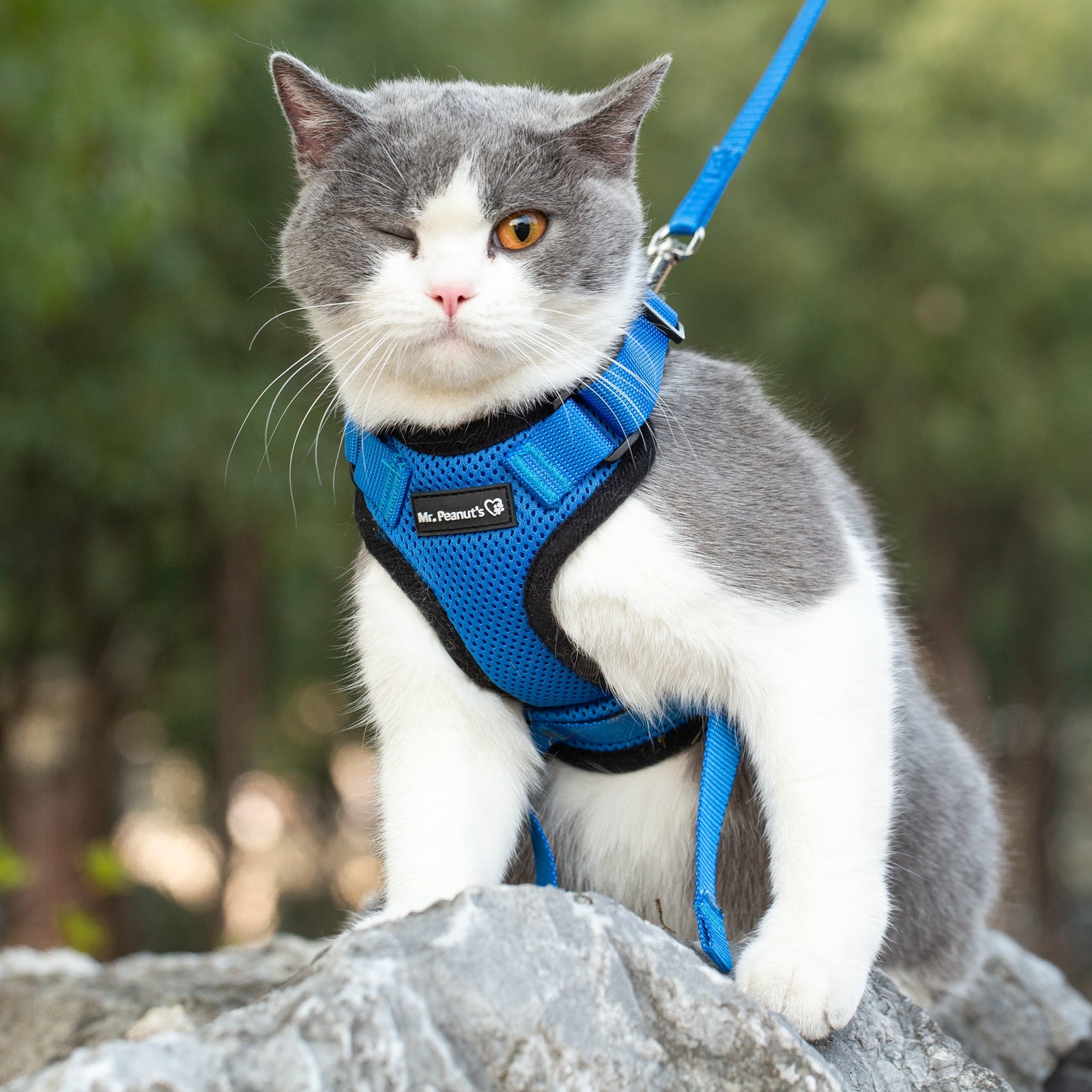 Mr. Peanut's PurrTrek Reflective Cat Harness with Matching Leash - BIG FRENCHIES