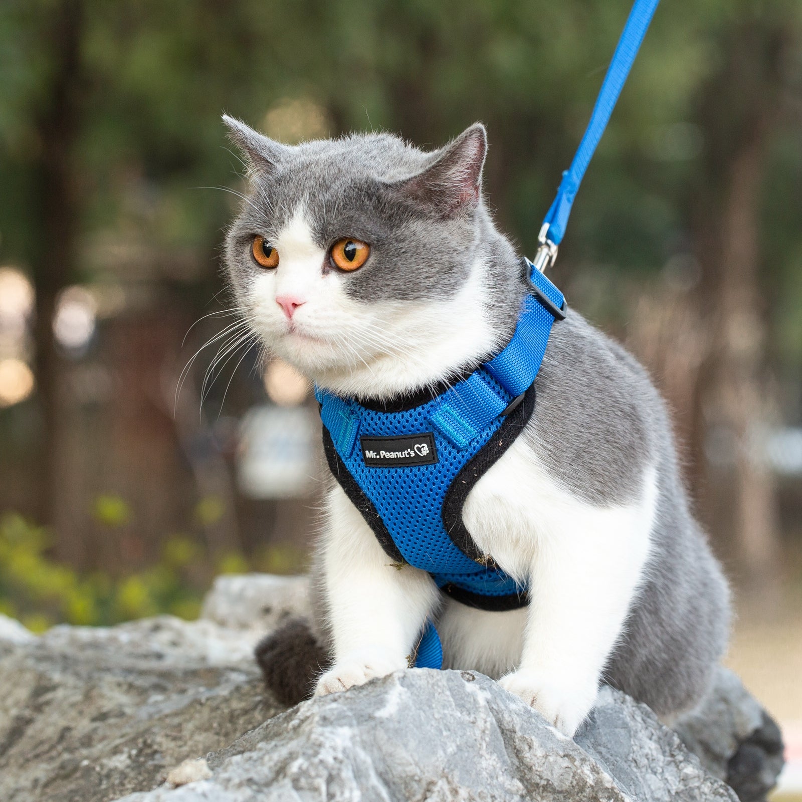Mr. Peanut's PurrTrek Reflective Cat Harness with Matching Leash - BIG FRENCHIES