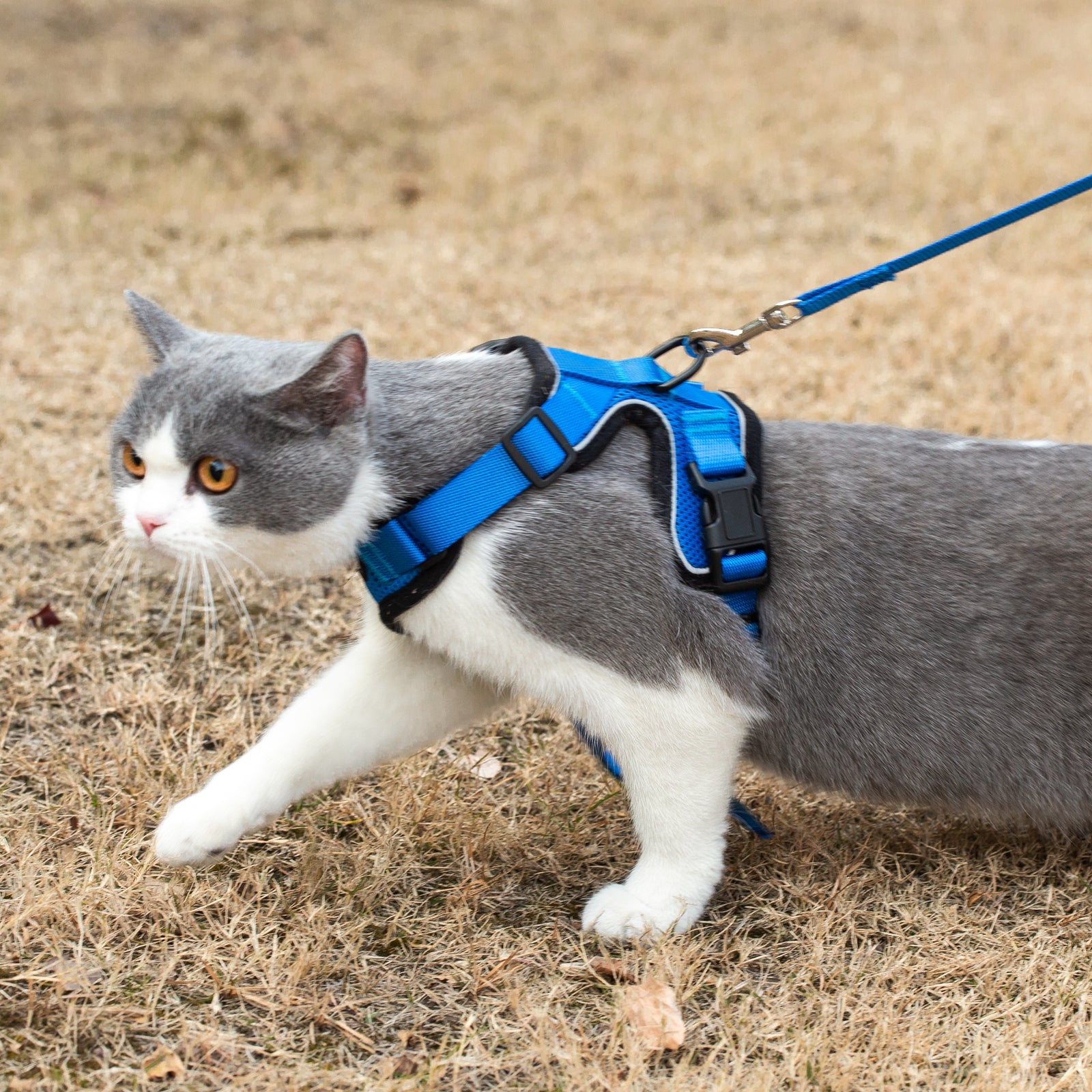 Mr. Peanut's PurrTrek Reflective Cat Harness with Matching Leash - BIG FRENCHIES