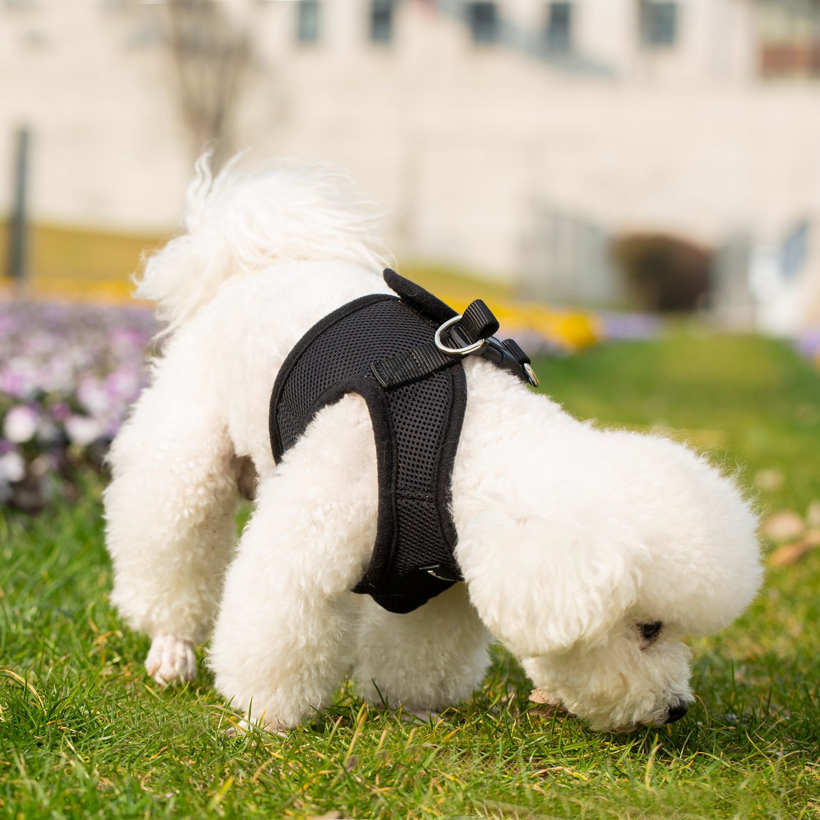 Mr. Peanut's PupTrek Soft Mesh Pet Harness with Matching Leash – Adjustable, Breathable, Choke-Free - BIG FRENCHIES