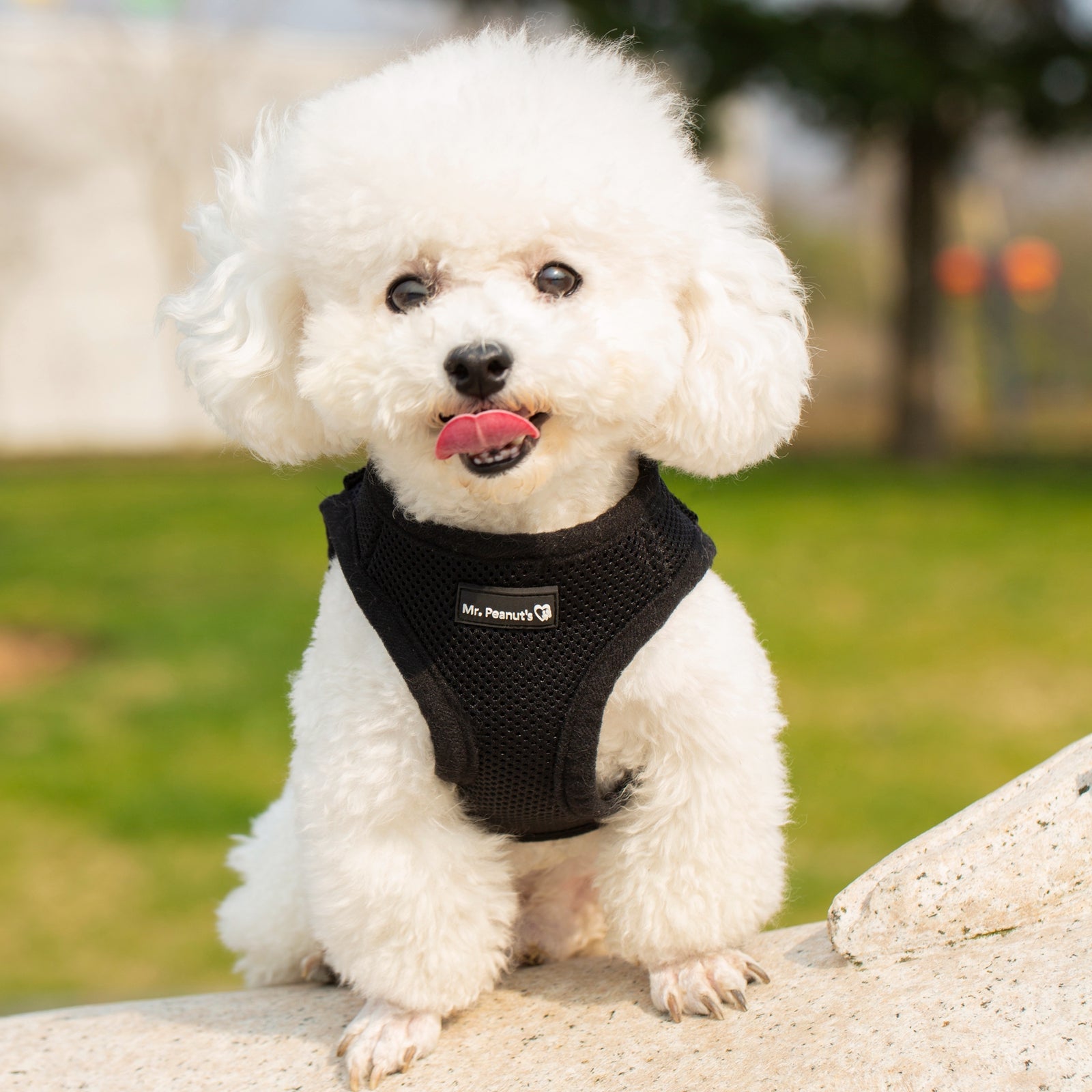 Mr. Peanut's PupTrek Soft Mesh Pet Harness with Matching Leash – Adjustable, Breathable, Choke-Free - BIG FRENCHIES