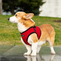 Mr. Peanut's PupTrek Soft Mesh Pet Harness with Matching Leash – Adjustable, Breathable, Choke-Free - BIG FRENCHIES